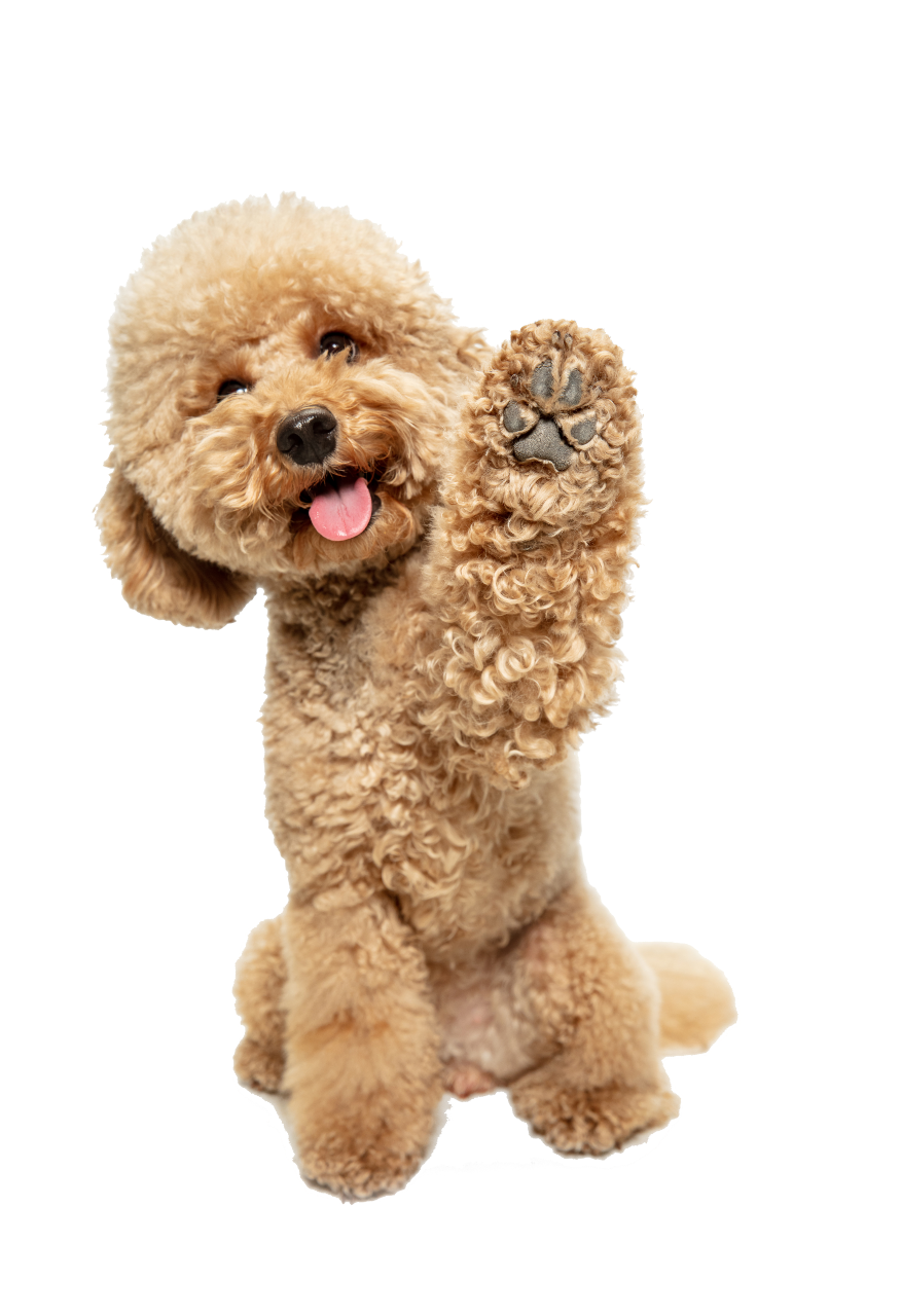 caniche_nom_d_un_chien