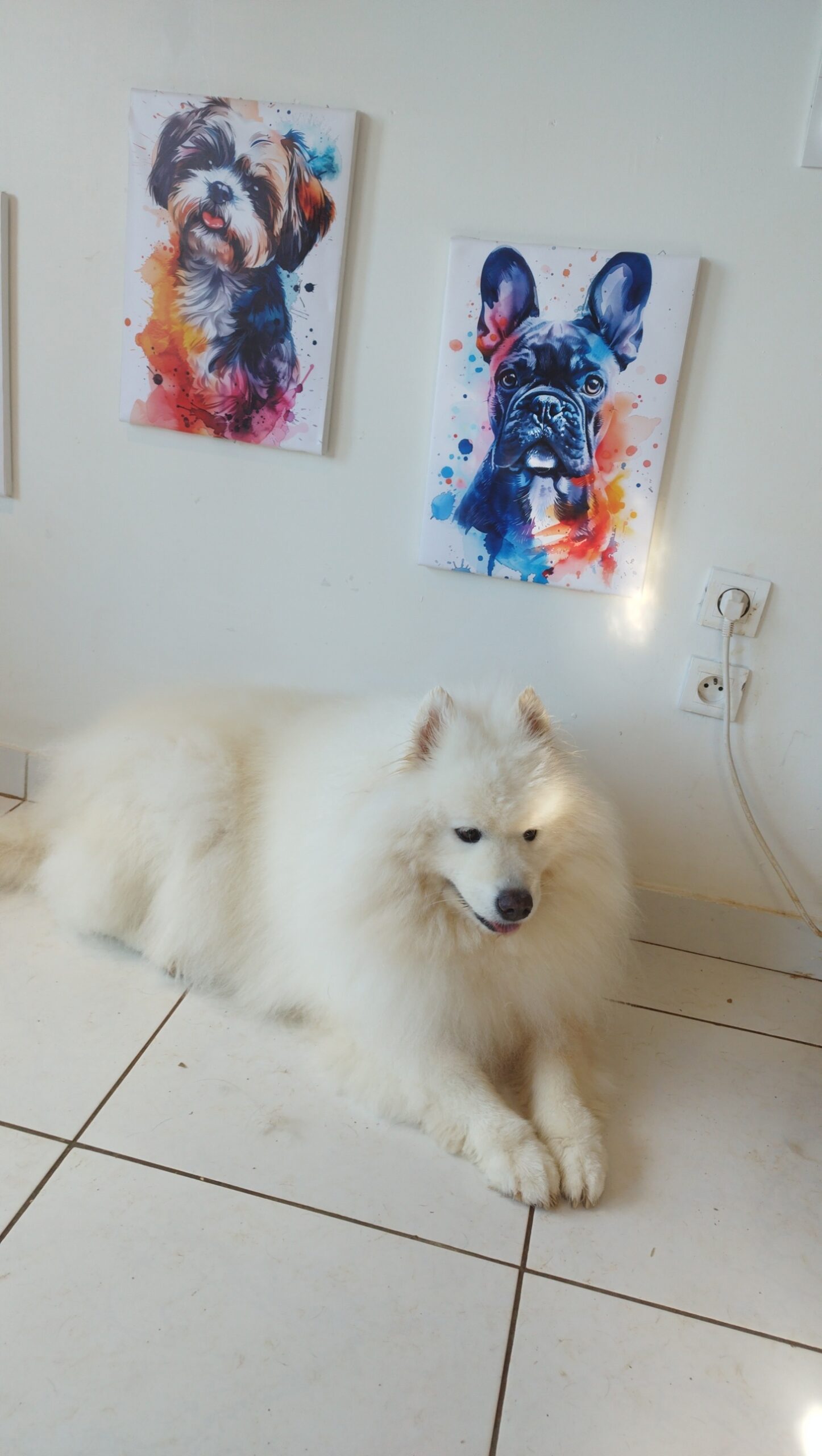 nom-dun-chien-doubs - un chien avec des longs poils blanc