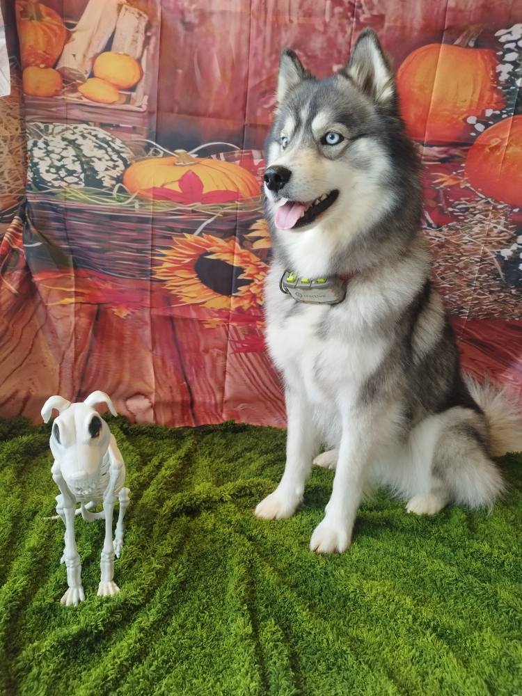 nom-dun-chien-doubs - un chien assis à côté d'une figurine